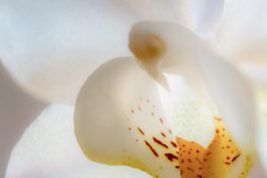 Vit orkidé närbild makrofoto - Ludwig Sörmlind