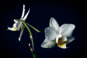 Vit orkidé - Ludwig Sörmlind
